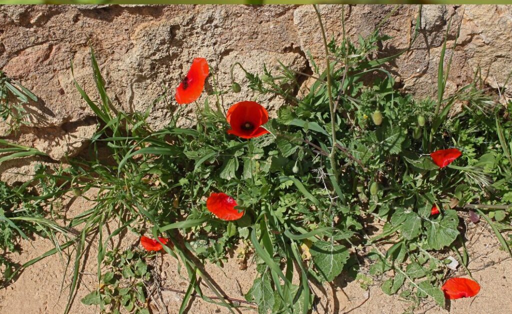 A single rose blooming through cracked concrete, symbolizing growth in difficult environments.
