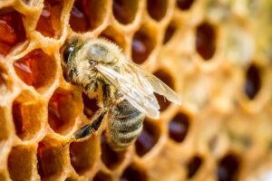 Bee on Honeycomb