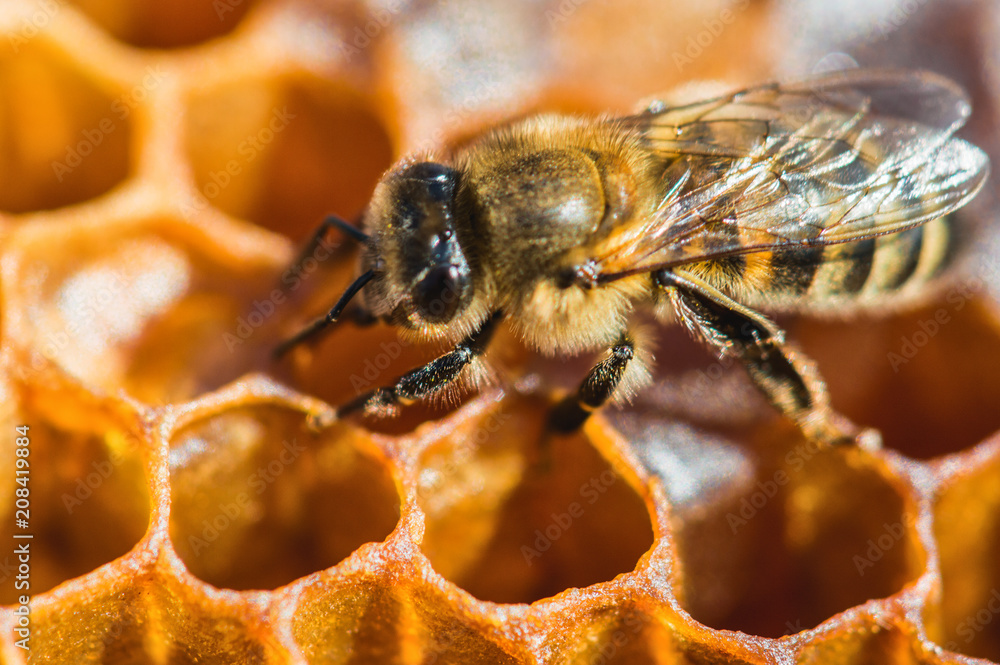 bees reveal divine geometry and creation’s hidden order